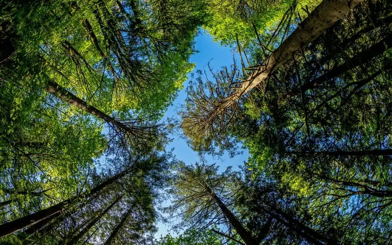 Hemispherical Photography for Silviculture and Forest Inventory