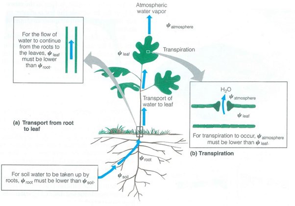 transpiration diagram stomata