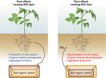 Root Systems’ Role in Ecosystems - CID Bio-Science
