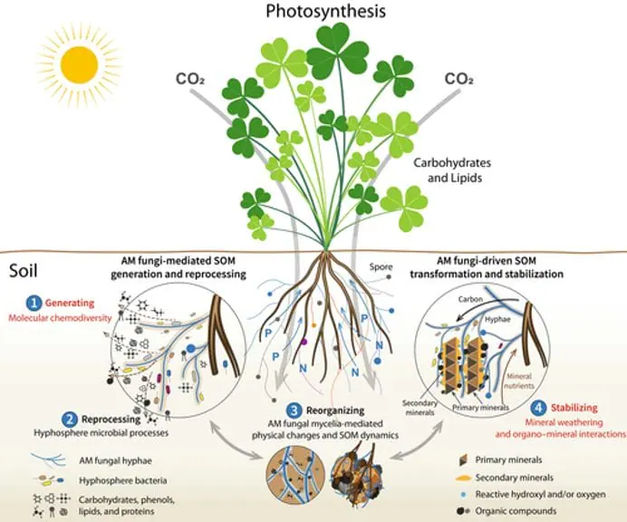 Mycorrhizal fungi benefits in agriculture