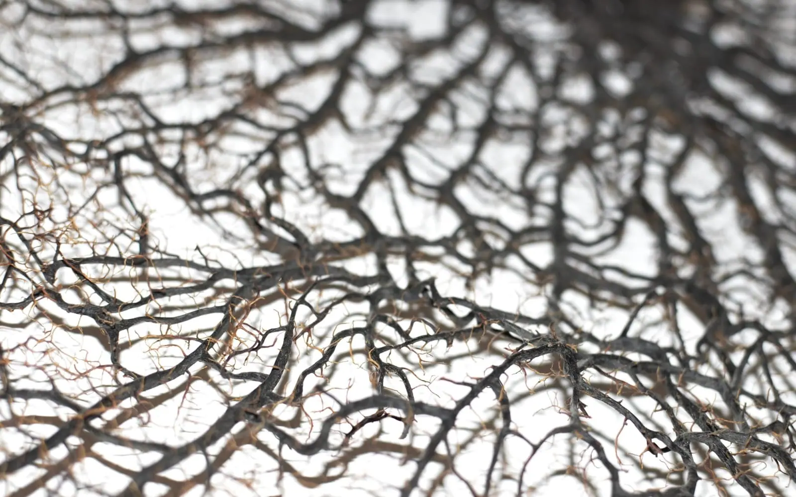 What Is Root System Architecture and Why Is It Vital for Growth?