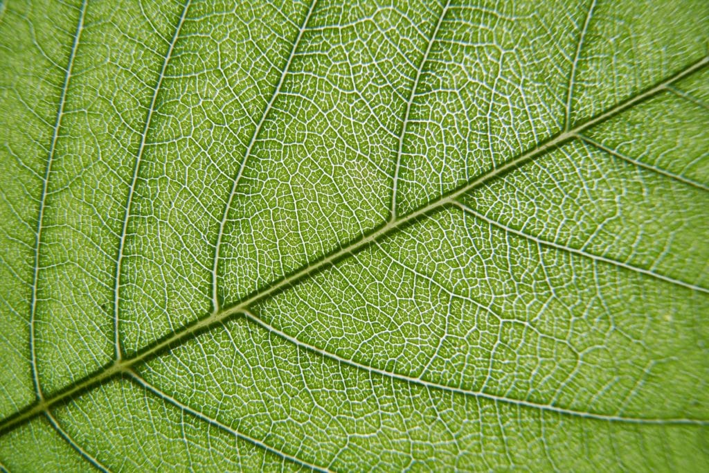 Leaf-Level Measurements
