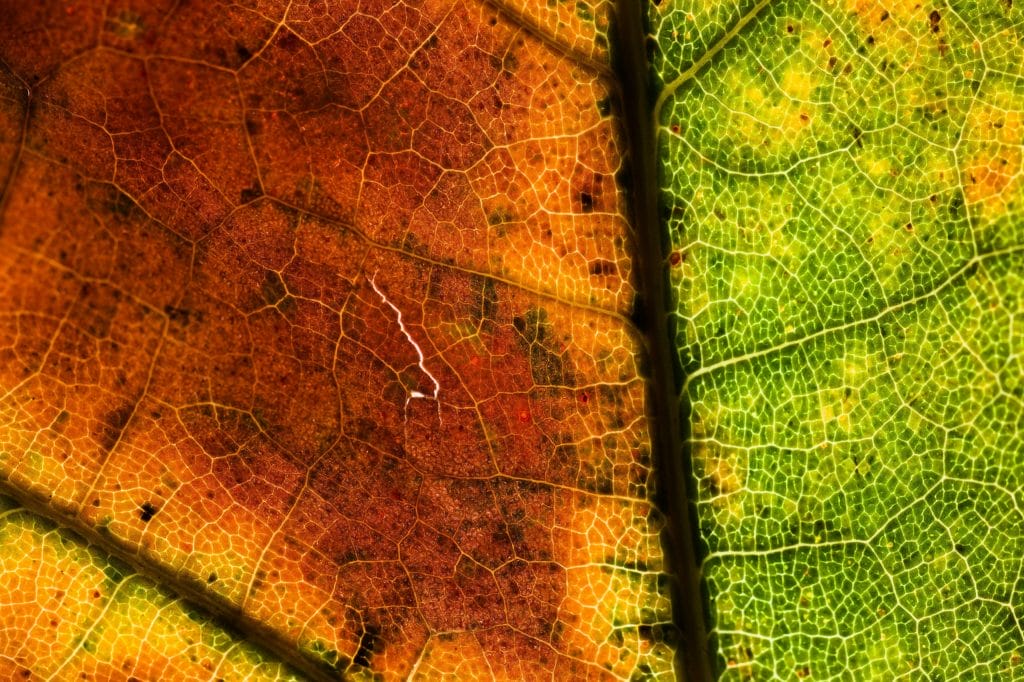 Spectral Analysis Across Diverse Crops