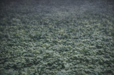 5 Must‑Have Accessories for Canopy and Leaf Area Instruments