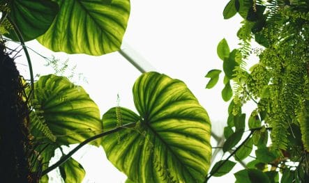 What Happens If My Canopy Profiles Change Mid‑Season