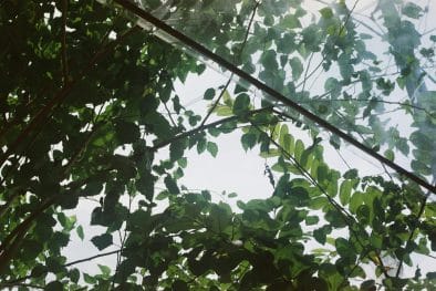 What’s the Difference Between Gap‑Fraction and PAR Methods in Canopy Analysis