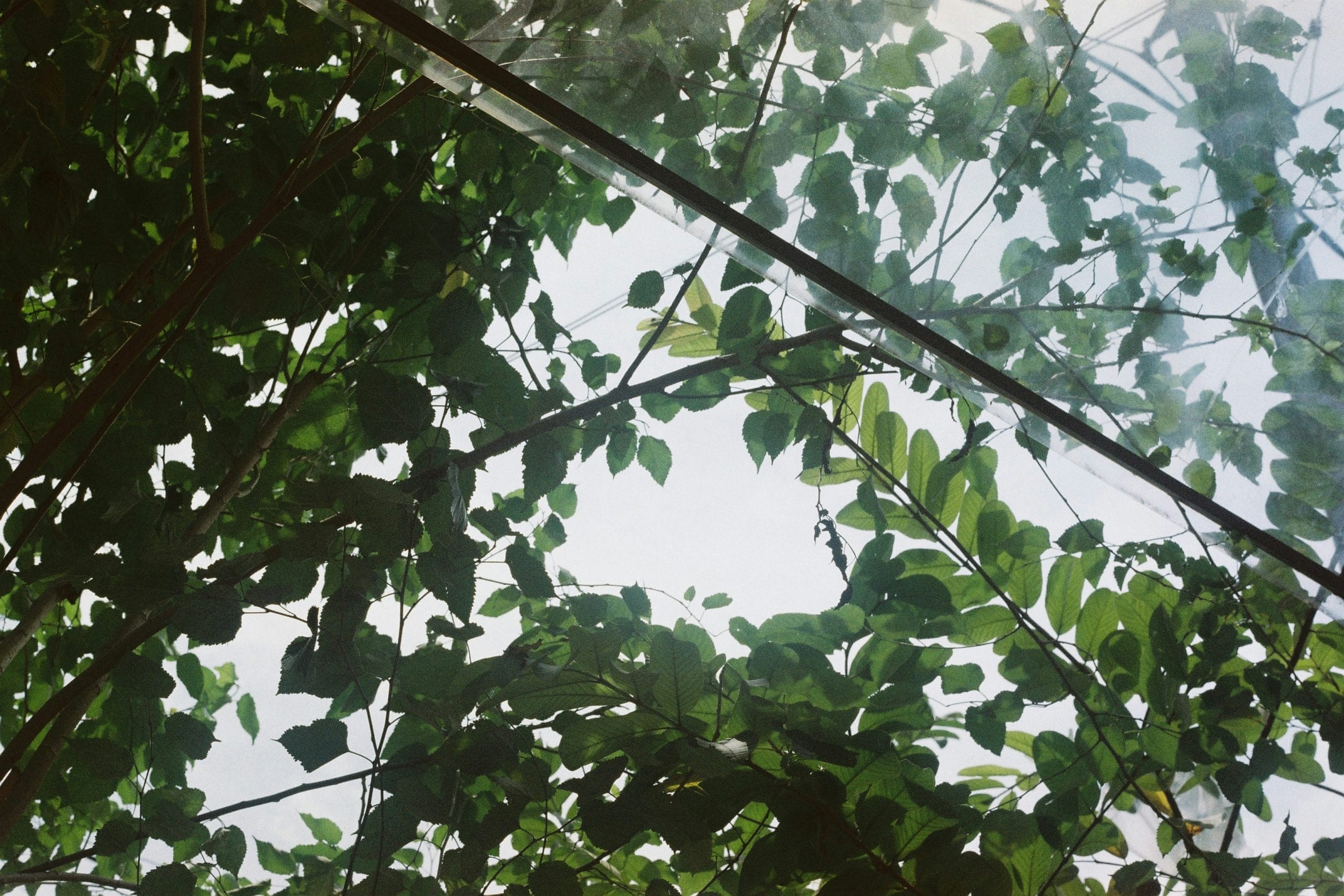 What’s the Difference Between Gap‑Fraction and PAR Methods in Canopy Analysis